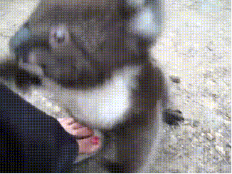 giphy.gif