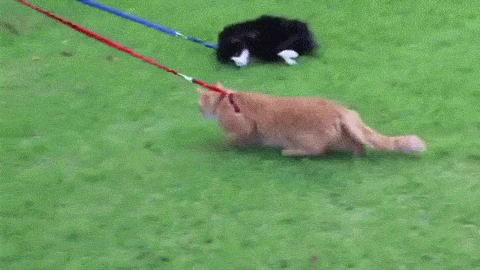 9Wrt7Bz.gif