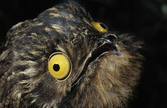 12-potoo_bird.jpg