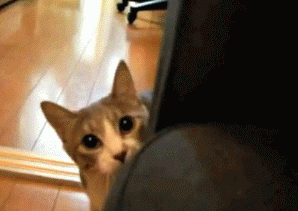 Stealth_a66fe1_345701.gif