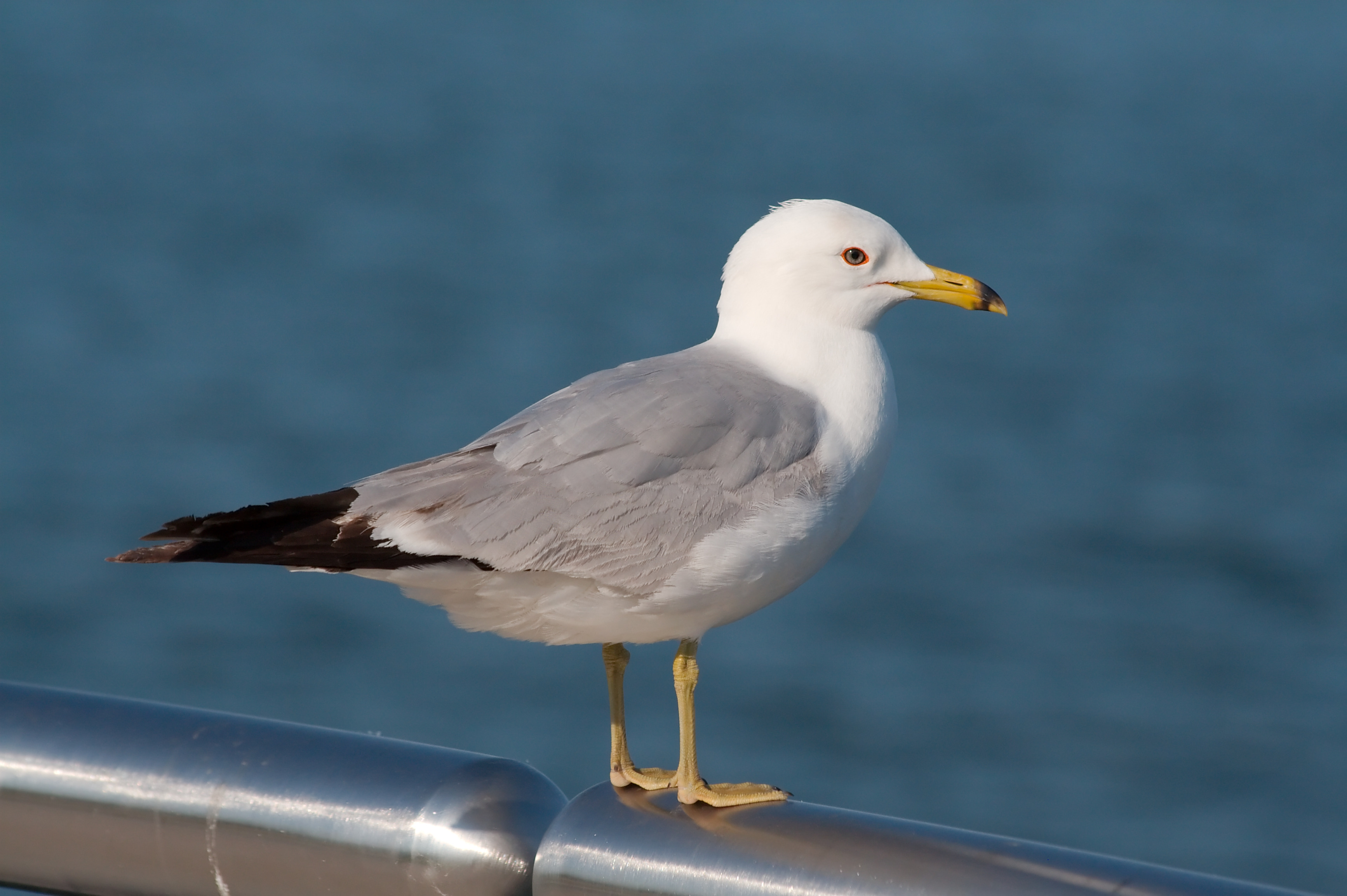 Seagull_6037.jpg