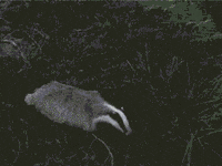 200w.gif