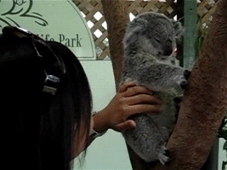 hornoxe.com_gifdump479_13.gif