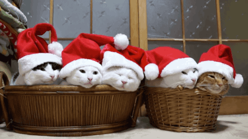 tumblr_nzwdch34nk1s02vreo1_500.gif