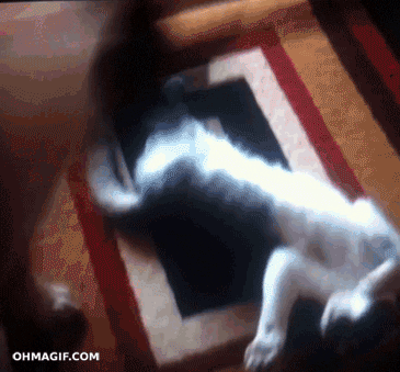 giphy.gif