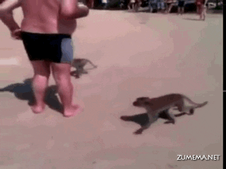 giphy.gif
