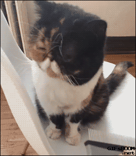 tumblr_ngk7zxqqQd1s02vreo1_r1_400.gif