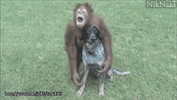 cR9Tbw6PRoZ5C.gif