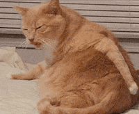 200w.gif