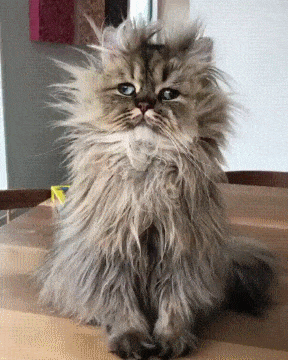 0dd9fec410bd390145ccb28e9b00f029.gif