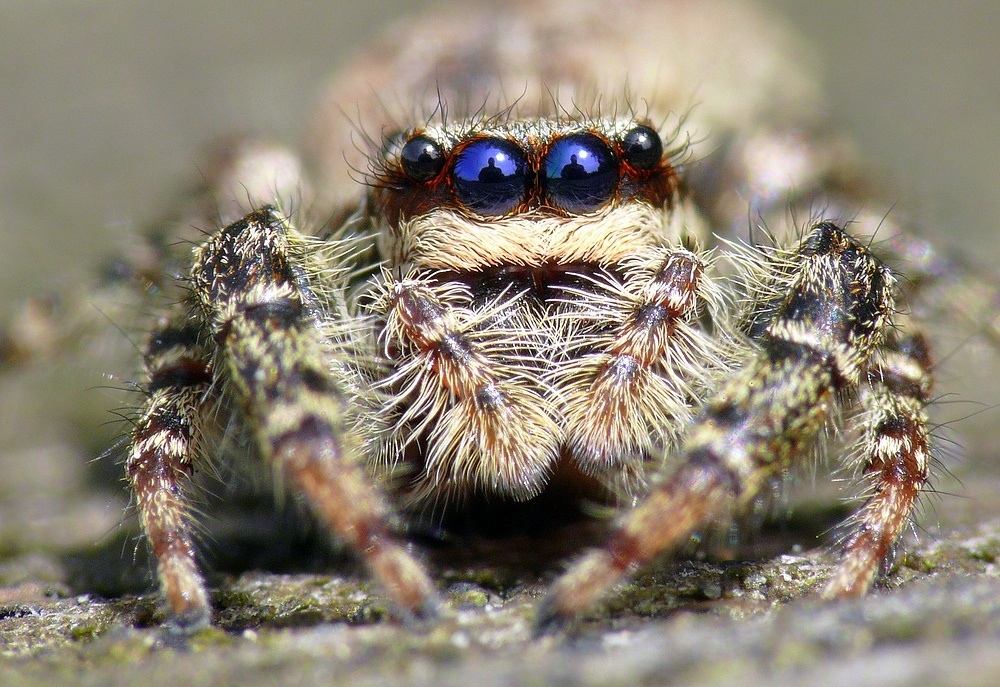 Das-Augenblau-der-Springspinne.jpg