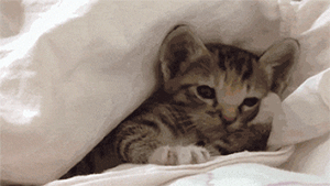 tumblr_noz3knknlX1rxp34uo1_400.gif