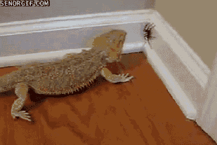 arachnophobia4.gif