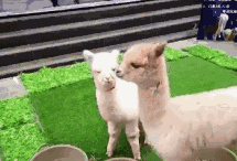 3e1pn1xx8a501.gif