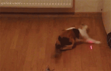 tumblr_nkmnlhsXPR1s2yegdo1_400.gif