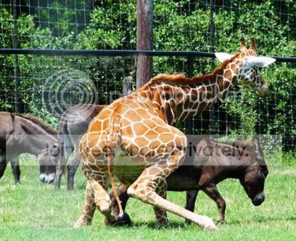 giraffe-2.jpg