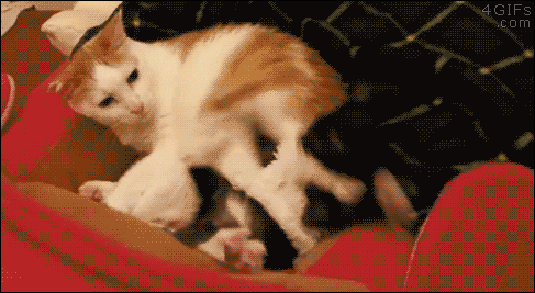 giphy.gif