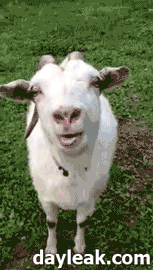 uUelizk.gif