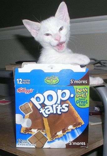 catprize.jpg