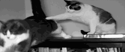 tumblr_n0udjtVbmP1s5rsdao1_500.gif