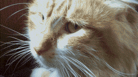 tumblr_inline_n3tz0ma5Tf1qhv088.gif