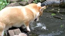 AjwhE87.gif