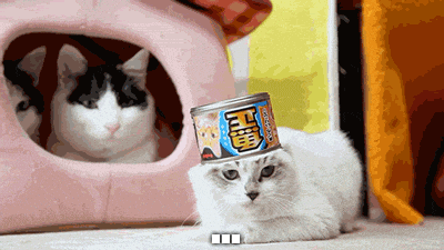 giphy.gif