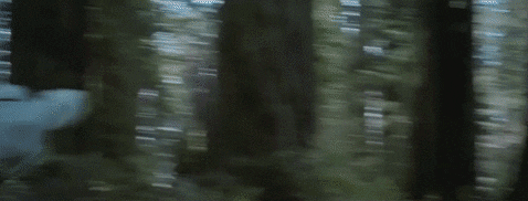 giphy.gif