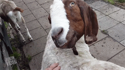 hornoxe.com_gifdump123_26.gif