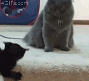 giphy.gif