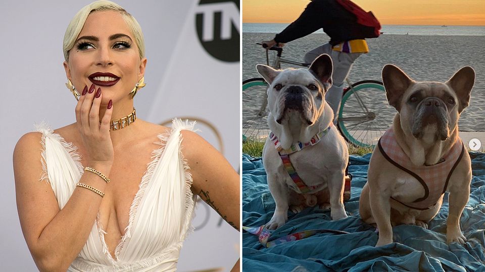 gaga-doggen.jpg