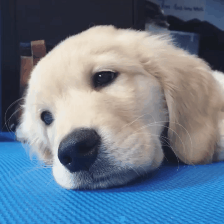 giphy.gif