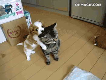 giphy.gif