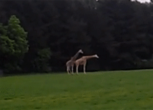 tumblr_mwvsoftegJ1s5rsdao1_400.gif
