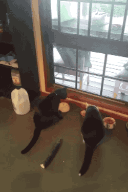 tumblr_o17e4h53Ap1s02vreo1_250.gif