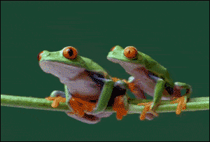 tumblr_ntl6ly2F6P1s02vreo1_400.gif