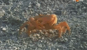 bR1wg.gif