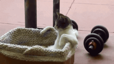 giphy.gif
