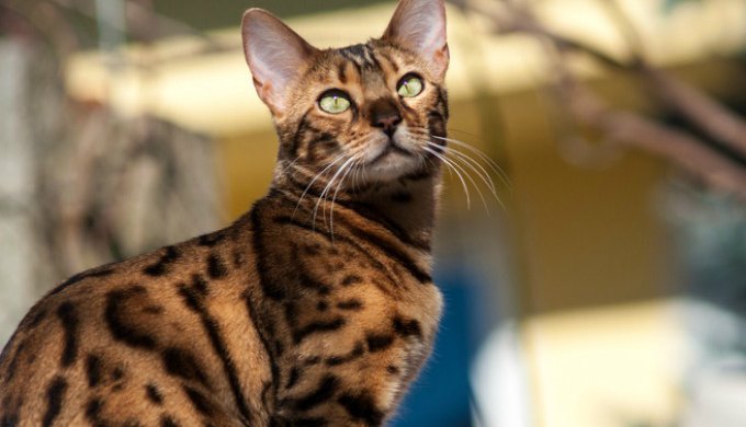 chat-bengal2.jpg