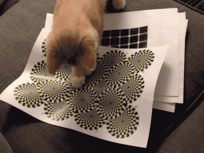 tumblr_mjapweGJ3w1qbyxr0o1_400.gif