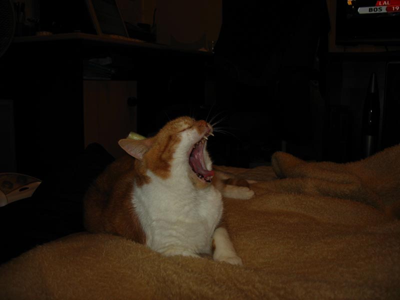 lissy7.jpg