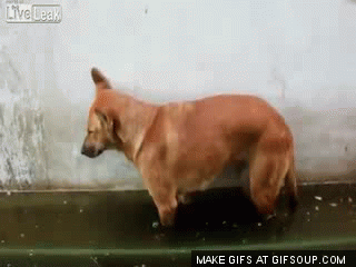 VASm.gif