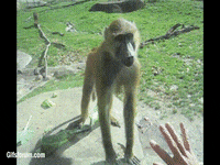 200w.gif