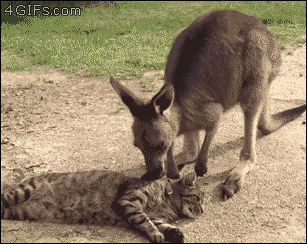 tumblr_oksptqkgJs1tfmrz4o1_400.gif