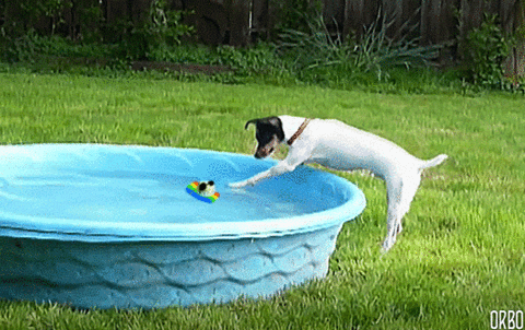 giphy.gif