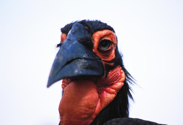 a-very-ugly-bird-carl-purcell.jpg
