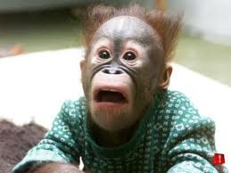 shocked-ape.jpg