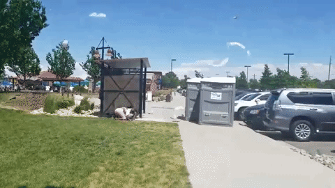 giphy.gif