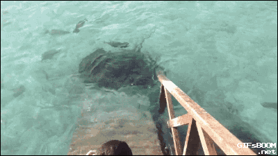 tumblr_ns8habMFeN1s02vreo1_400.gif