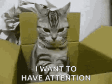 want-attention-give-me-attention.gif